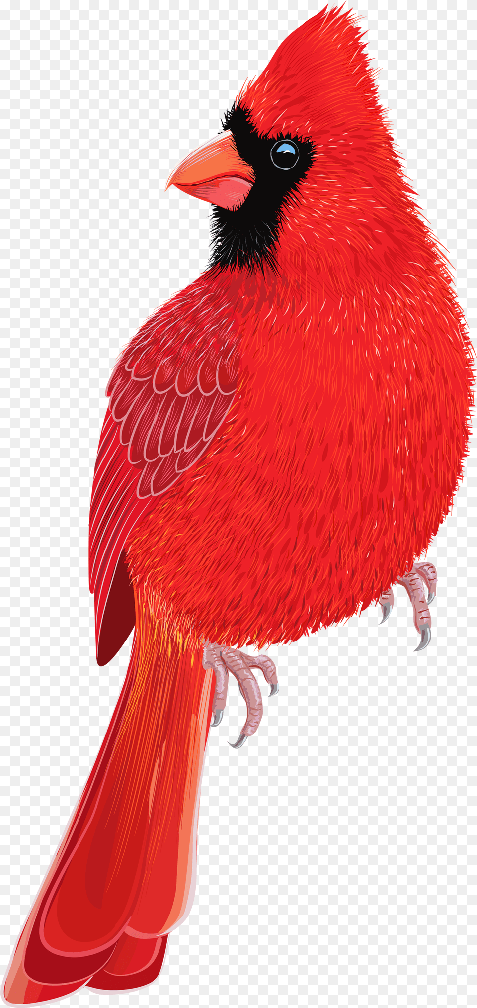 Red Bird Clipart Image Red Cardinal Transparent Background, Animal Free Png