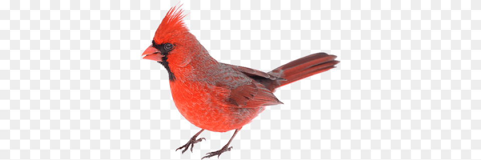 Red Bird Northern Cardinal, Animal Free Transparent Png