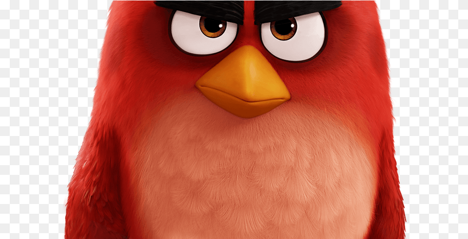 Red Bird The Angry Birds Movie Image Film, Animal, Beak, Cartoon Free Png Download