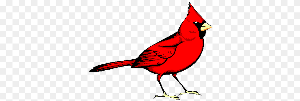 Red Bird Transparent Image Clip Art Cardinal Bird, Animal Free Png