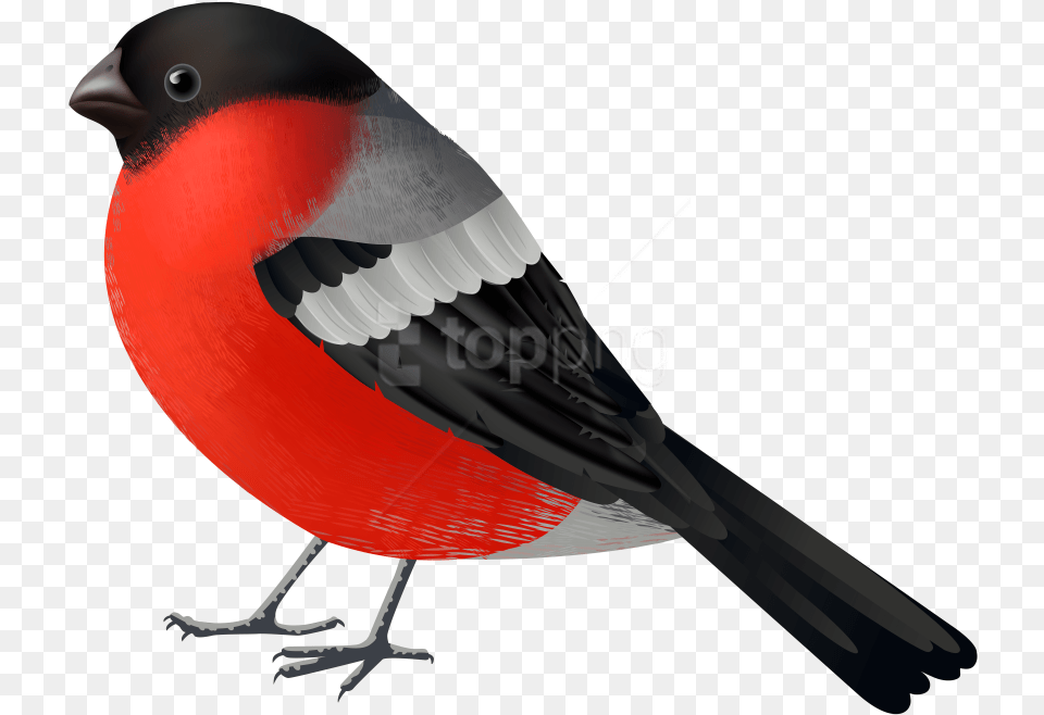 Red Black Bird Clipart Birds, Animal, Beak, Finch, Blackbird Free Png Download