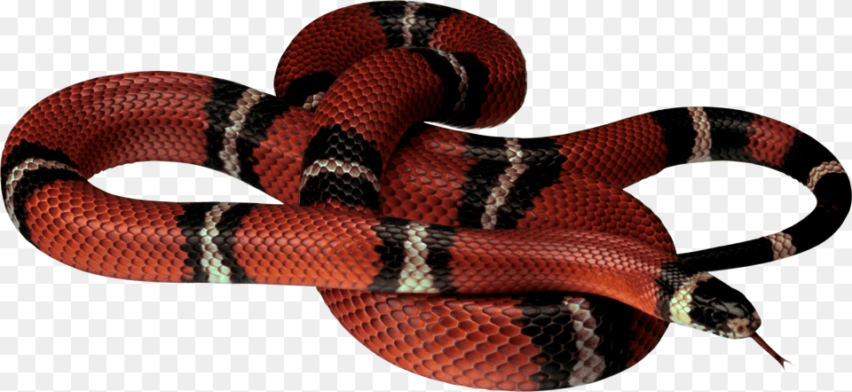 Red Black Snake, Animal, Reptile, King Snake Png