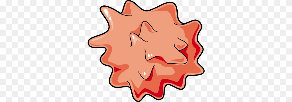 Red Blood Cell Archives, Animal, Invertebrate, Sea Life, Seashell Png Image