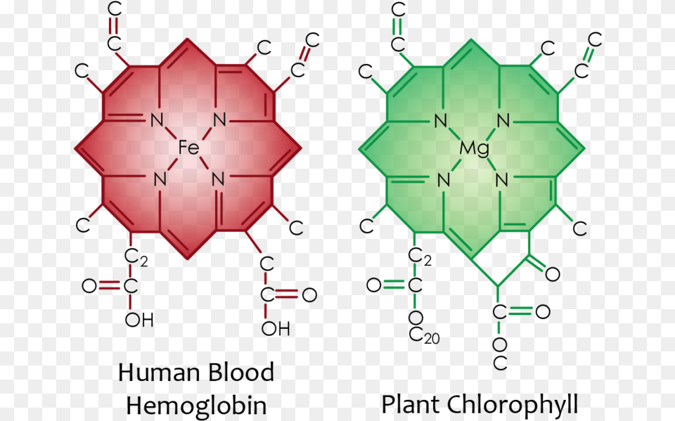 Red Blood Cell Chlorophyll Blood, Green, Pattern, Dynamite, Weapon Free Png