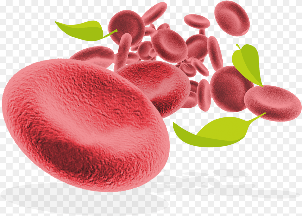 Red Blood Cells And Leaves Red Blood Cell, Plant Free Png