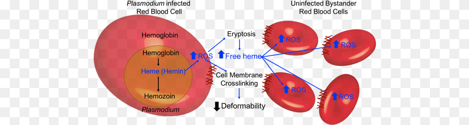 Red Blood Cells Become Less Deformable As They Undergo Malaria Red Blood Cell, Diagram, Sphere Free Transparent Png