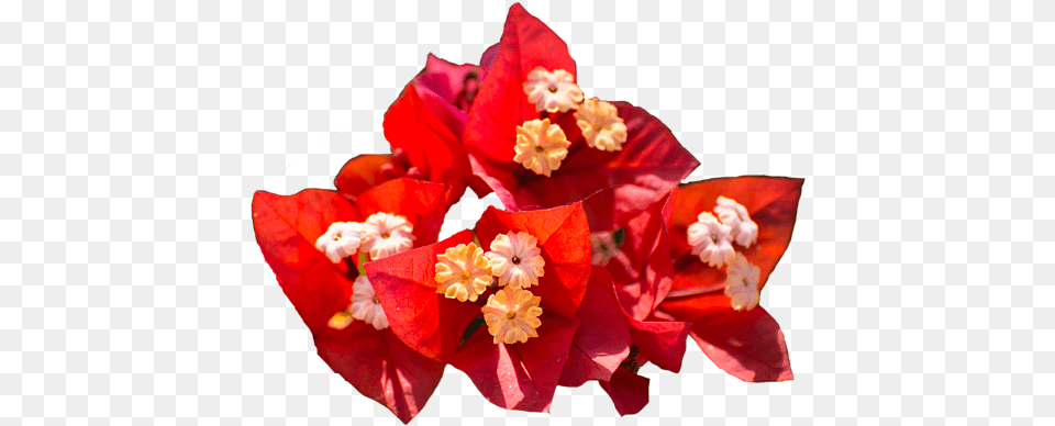 Red Bougainvillea T Shirt Bougainvillea, Flower, Geranium, Petal, Plant Free Transparent Png
