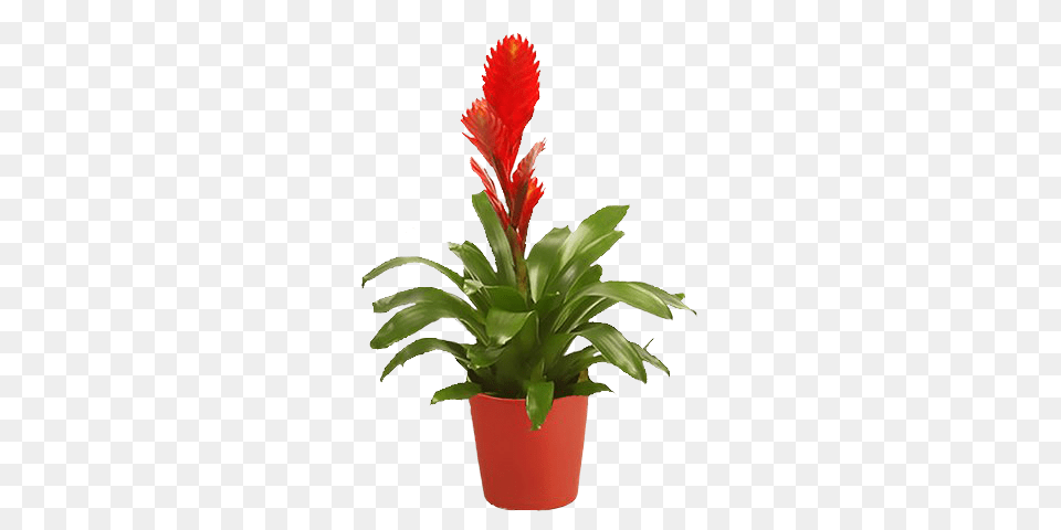 Red Bromelia Kwiat Doniczkowy, Leaf, Plant, Potted Plant, Flower Free Transparent Png