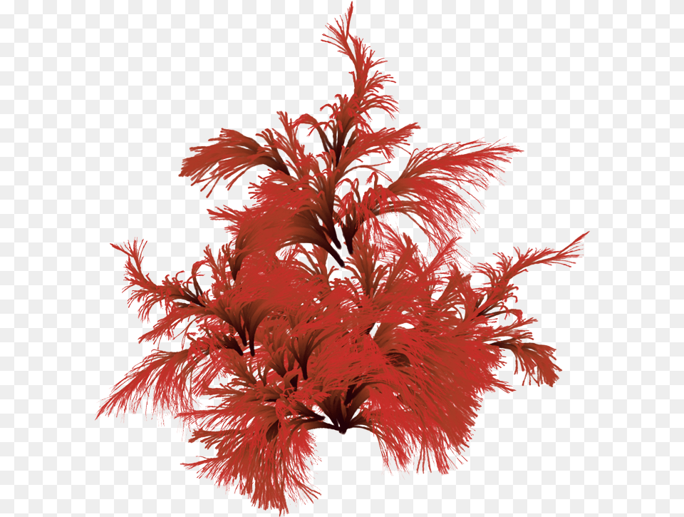 Red Brown Algae, Art, Graphics, Plant, Tree Free Transparent Png