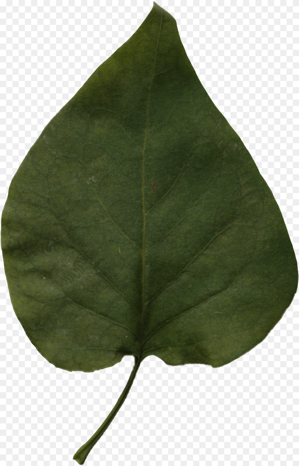 Red Bud, Leaf, Plant Png Image
