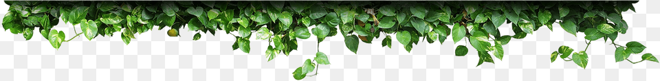 Red Bud, Leaf, Plant, Potted Plant, Vine Free Transparent Png