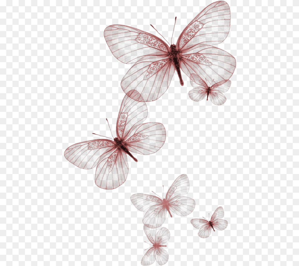 Red Butterflies, Maroon, Plant Free Png