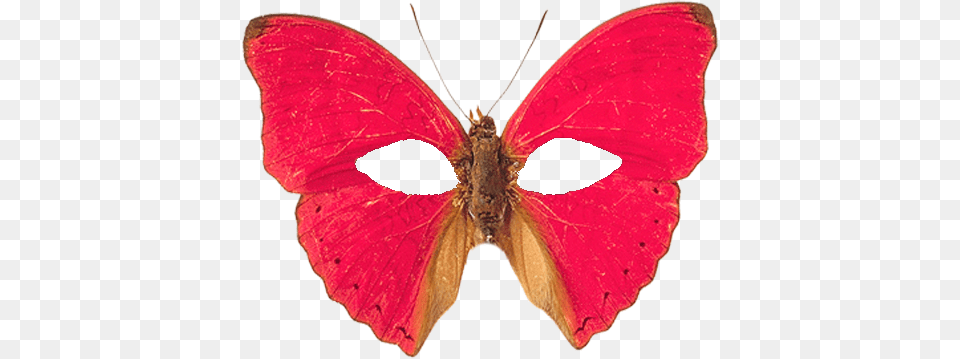 Red Butterflies Transparent Background, Animal, Butterfly, Insect, Invertebrate Png