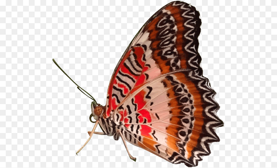 Red Butterfly, Animal, Insect, Invertebrate Free Transparent Png