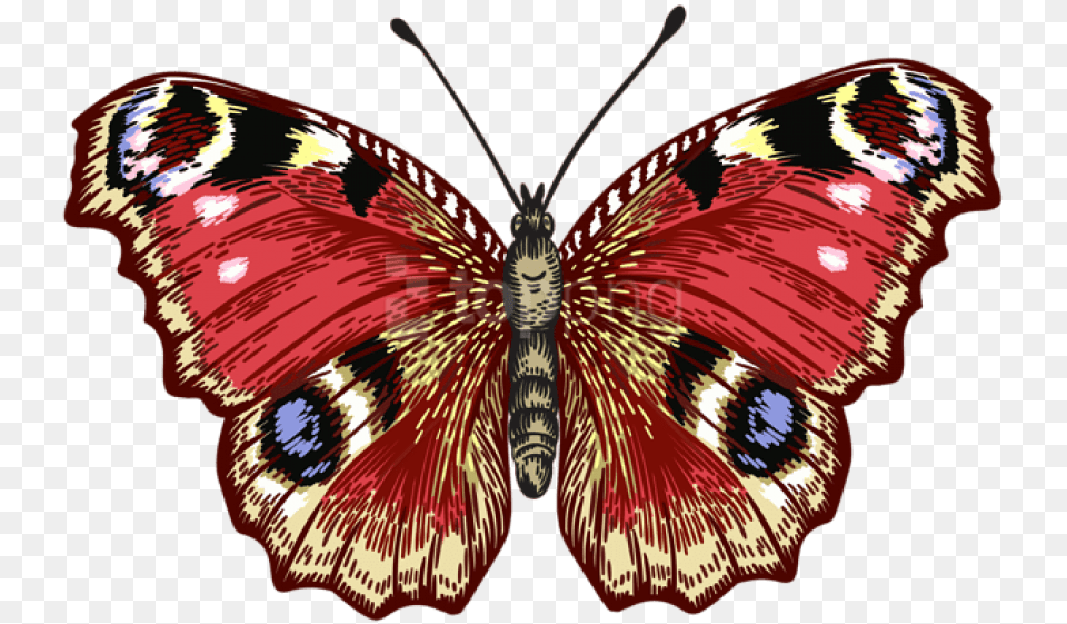 Red Butterfly Brush Footed Butterfly, Animal, Insect, Invertebrate, Moth Png Image