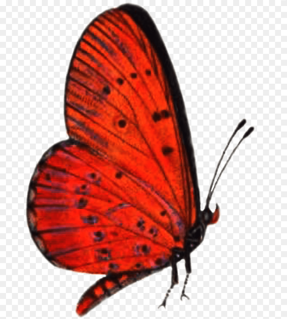 Red Butterfly High Quality Image Red Butterfly Flying, Animal, Insect, Invertebrate Free Transparent Png