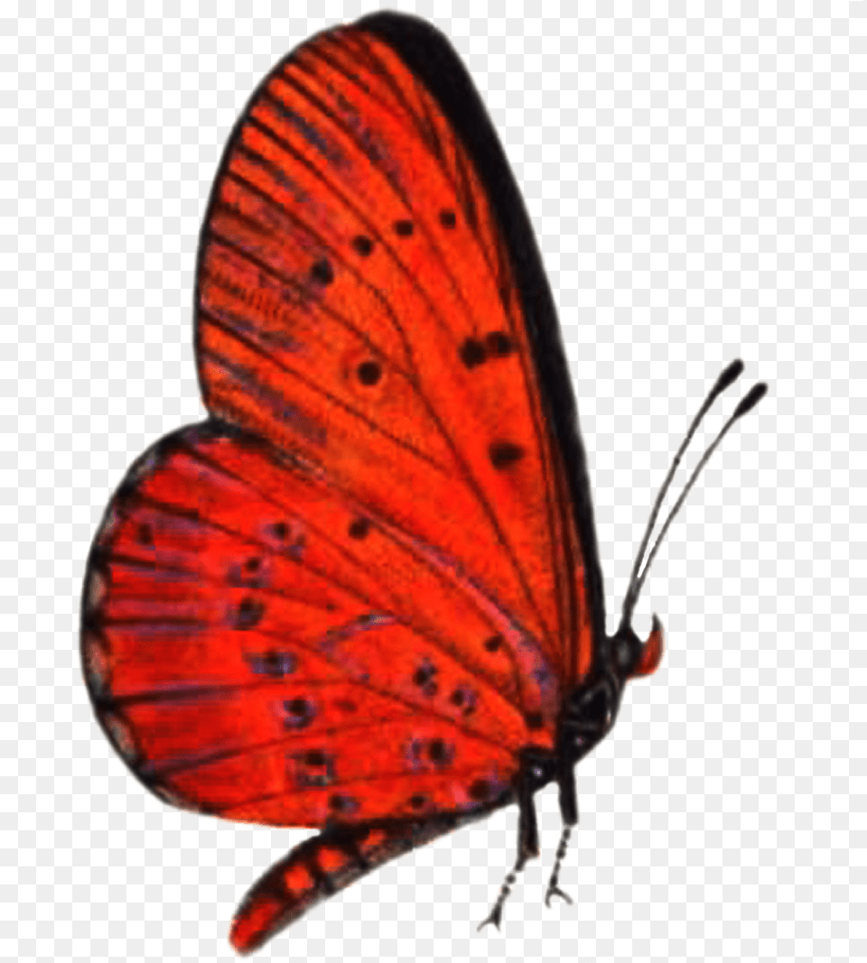 Red Butterfly High Quality Transparent Red Butterfly, Animal, Insect, Invertebrate Free Png Download