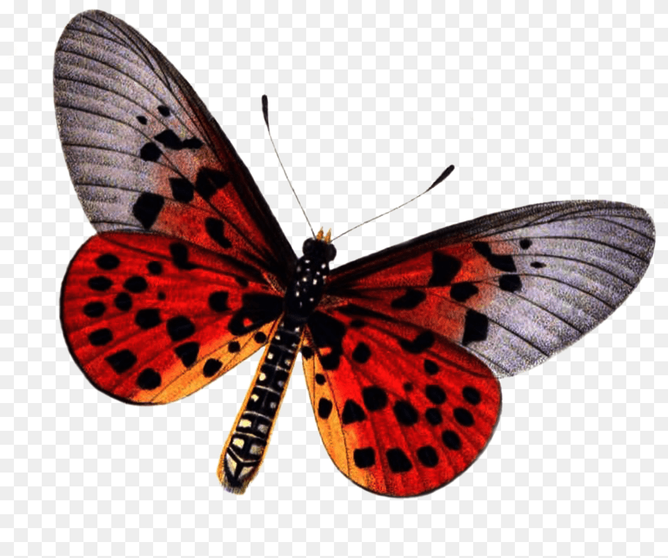 Red Butterfly Photo, Animal, Insect, Invertebrate Free Png Download