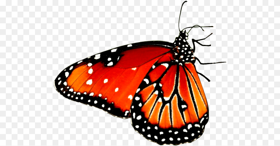 Red Butterfly Transparent Clipart Butterfly Sitting On A Flower, Animal, Insect, Invertebrate, Monarch Free Png