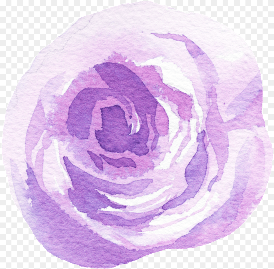 Red Cabbage, Flower, Home Decor, Plant, Rose Free Transparent Png