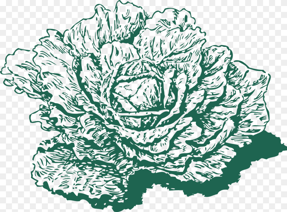 Red Cabbage Leaf Vegetable Cauliflower, Animal, Sea Life, Sea, Reef Png Image