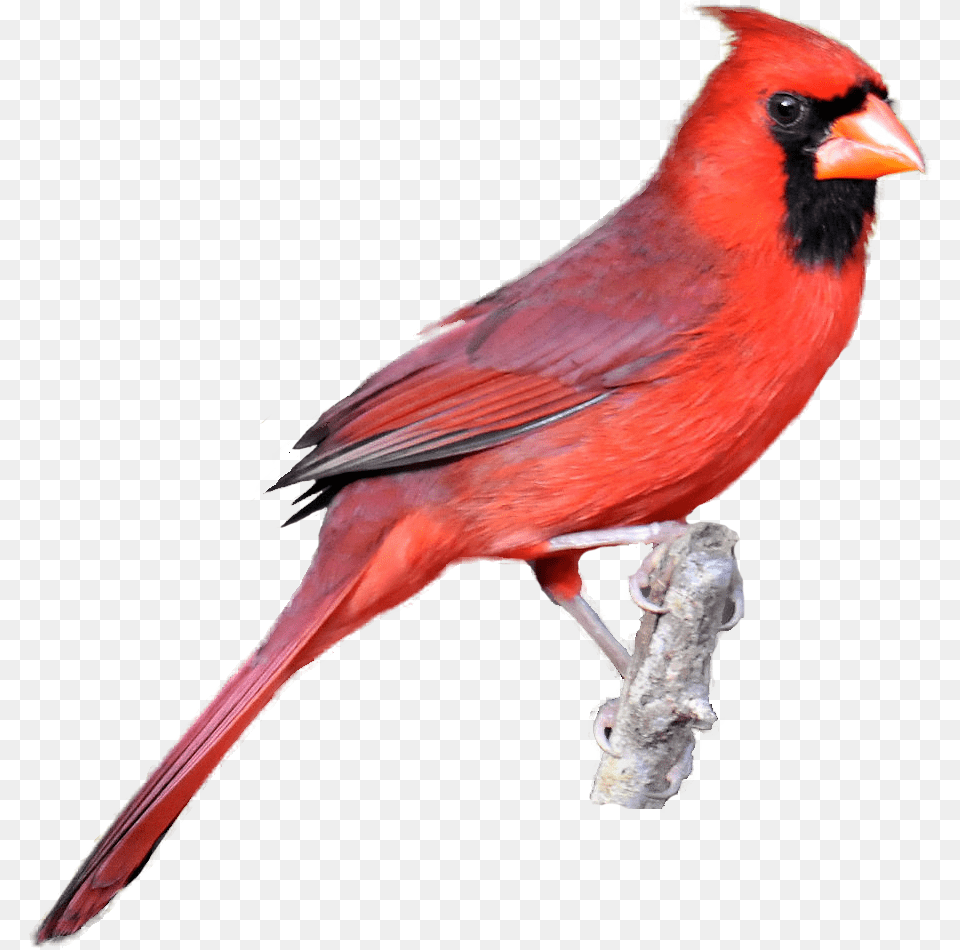 Red Cardinal Kid Clipart Red Cardinal No Background, Animal, Bird, Beak Free Png