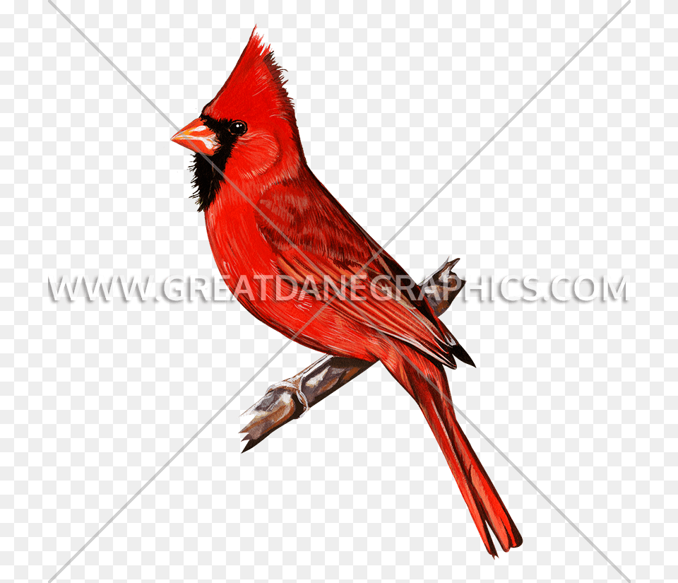 Red Cardinal Production Ready Artwork For T Shirt Printing, Animal, Bird Png Image