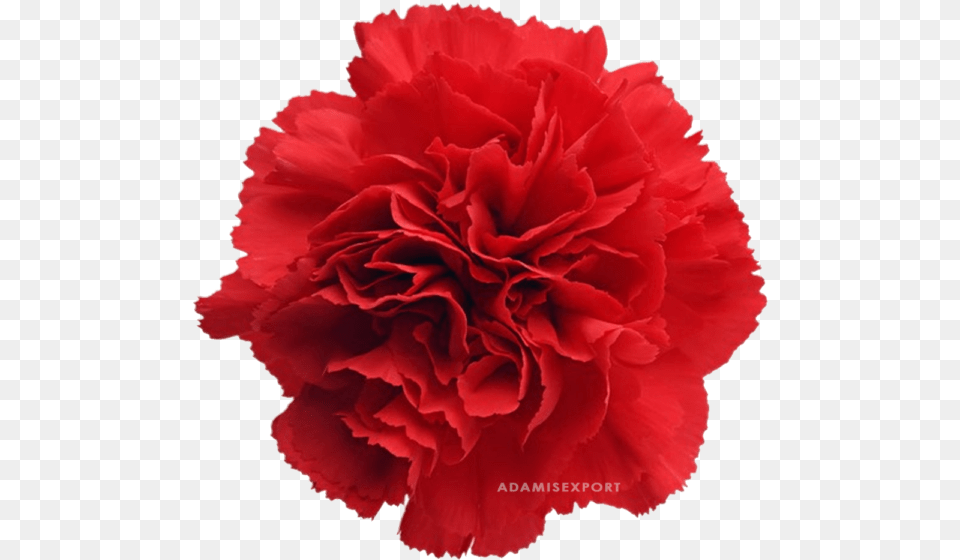 Red Carnation Clip Art, Flower, Plant, Rose Free Png Download