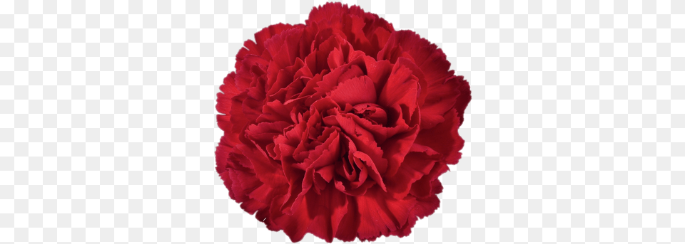 Red Carnation Clip Art, Flower, Plant, Rose Free Png