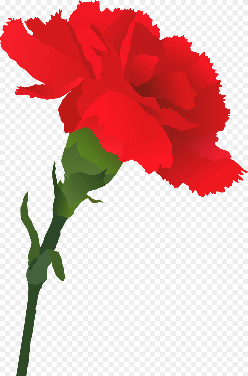 Red Carnation On The Stem Clipart, Flower, Plant, Rose Png