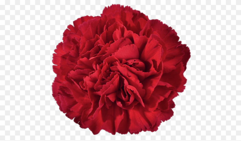 Red Carnation Transparent, Flower, Plant, Rose Free Png