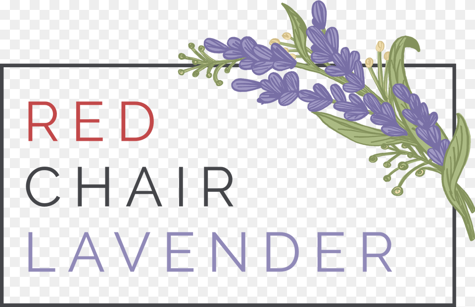 Red Chair Lavender Red Chair Lavender Eagle Idaho, Flower, Plant, Herbal, Herbs Png