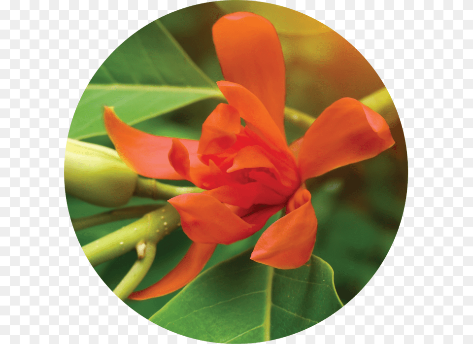 Red Champak Flower, Geranium, Petal, Plant Free Png