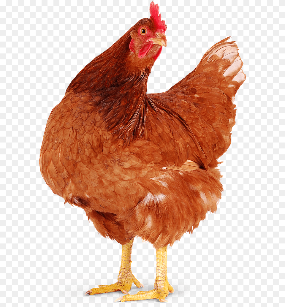 Red Chicken Humane Farm Animal Care Chickens, Bird, Fowl, Poultry, Hen Free Png