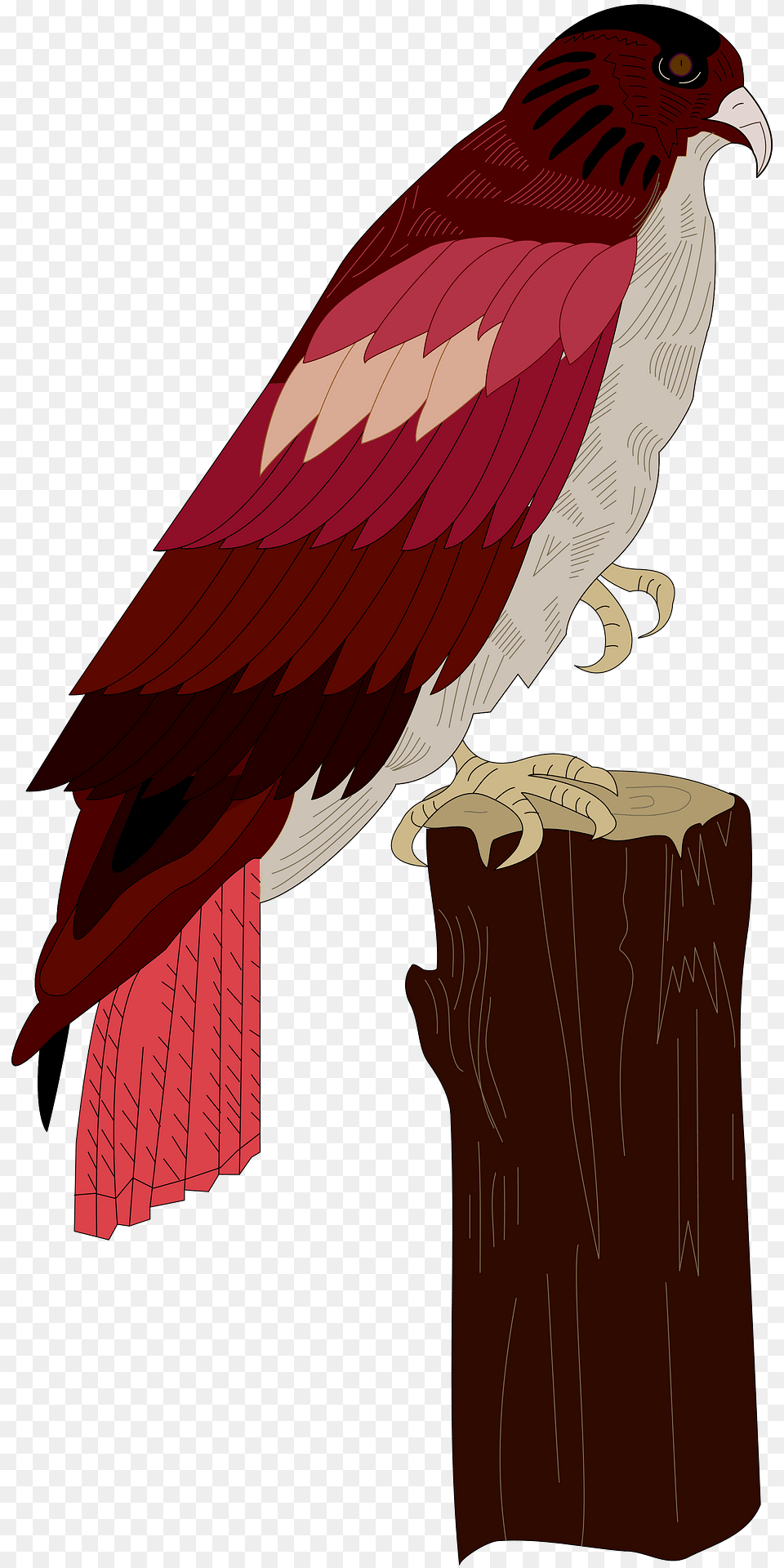 Red Clipart, Animal, Beak, Bird, Plant Free Png