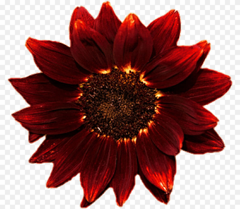 Red Clipart Sunflowers T Kinder Zon, Dahlia, Daisy, Flower, Petal Free Transparent Png