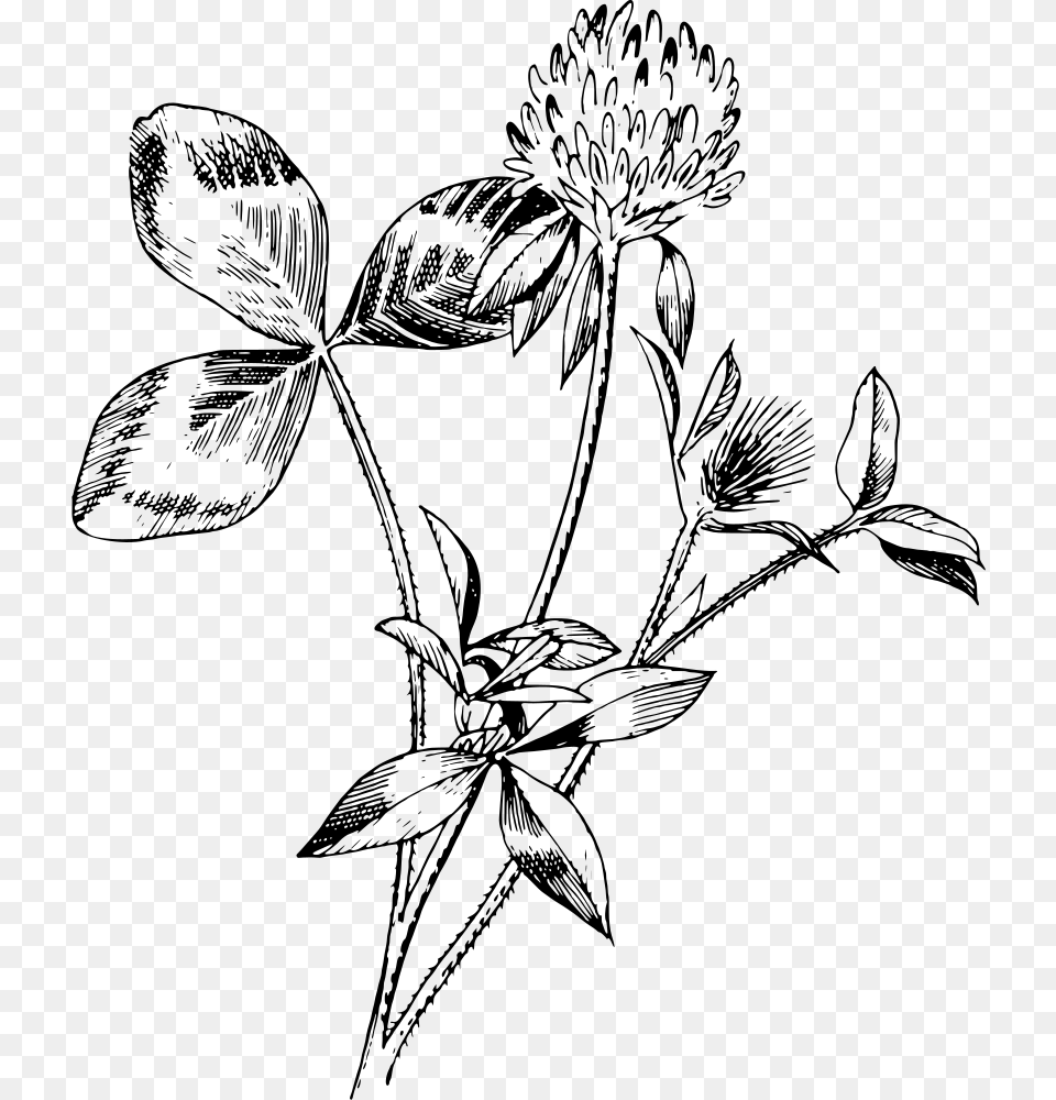 Red Clover Drawings Of Red Clover, Gray Png