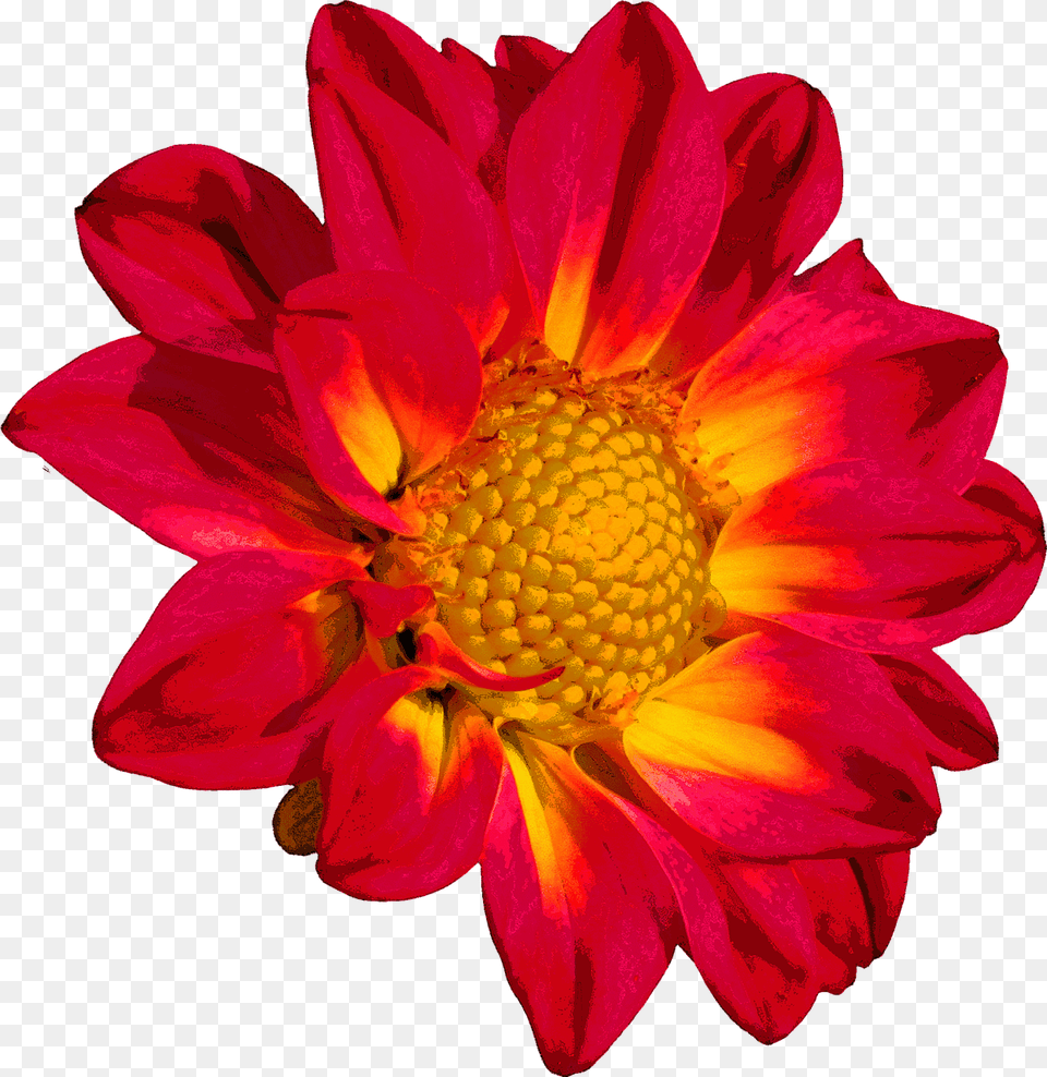 Red Colour Flower, Dahlia, Plant, Petal, Daisy Free Png Download