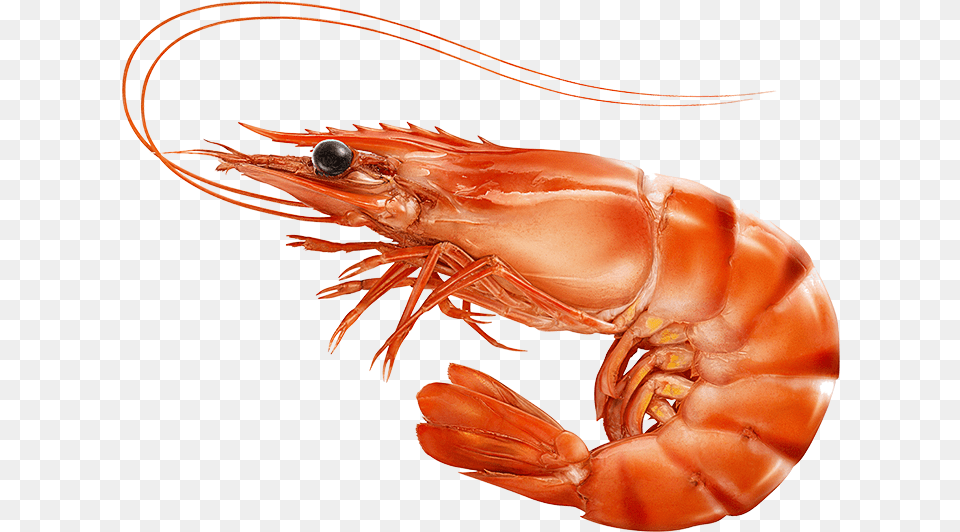 Red Cooked Prawn Or Tiger Shrimp Isolated T, Animal, Food, Invertebrate, Sea Life Png