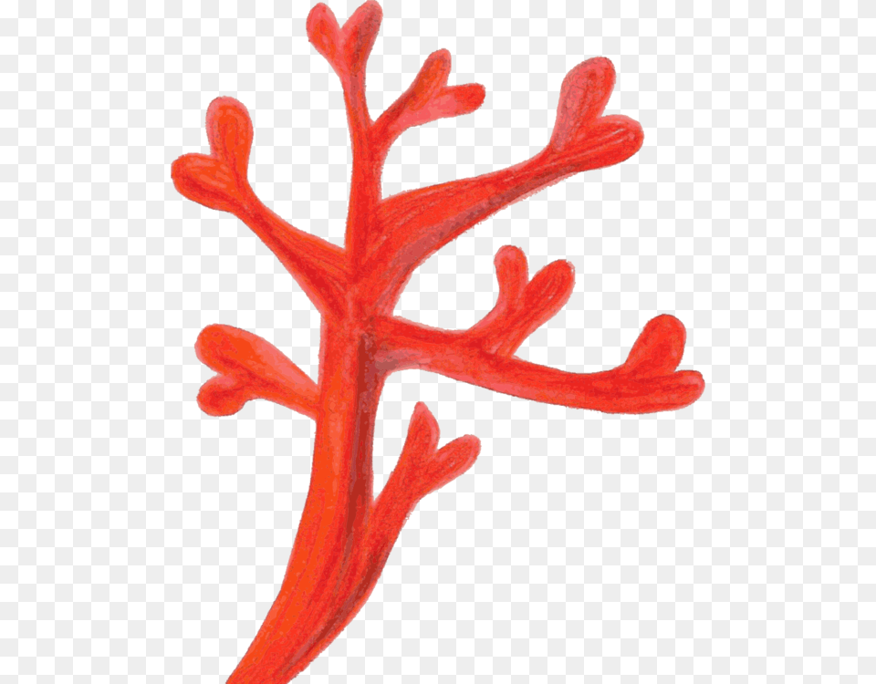 Red Coral Computer Icons Coral Reef Deep Water Coral, Antler, Plant, Flower Png