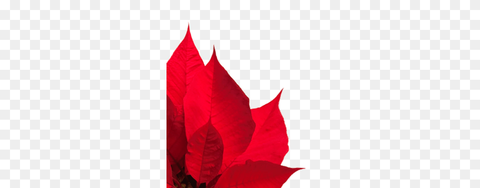 Red Cross Poinsettia Campaign, Leaf, Plant, Flower, Petal Png