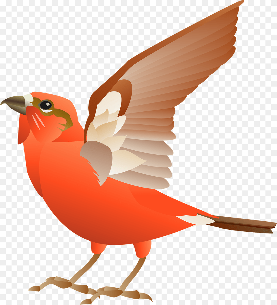 Red Crossbill Bird Clipart, Animal, Finch, Fish, Sea Life Free Png