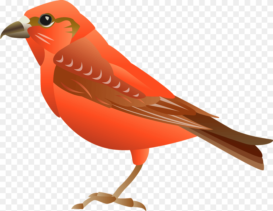 Red Crossbill Bird Clipart, Animal, Canary, Finch, Fish Free Transparent Png