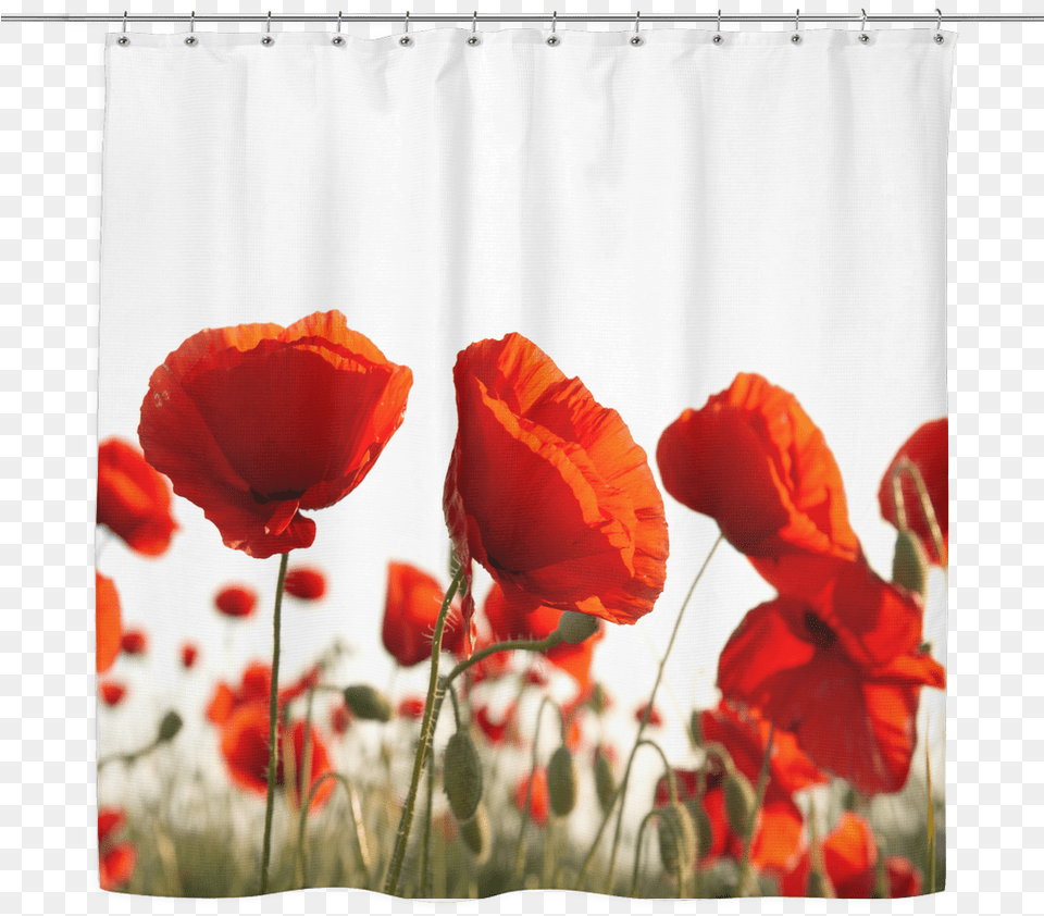 Red Curtains Glass Wall Art Poppies Vippng Poppy Flower Bag, Plant, Curtain, Petal, Rose Free Png Download