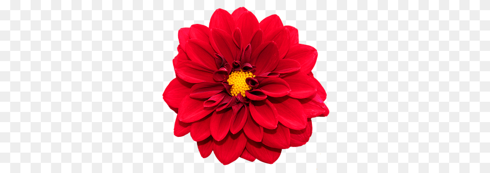 Red Dahlia Flower, Plant, Food, Fruit Png