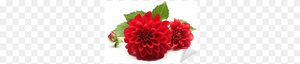 Red Dahlia Flower, Plant Png
