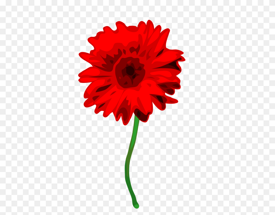 Red Daisy Flower Clipart, Dahlia, Plant, Petal, Dynamite Png