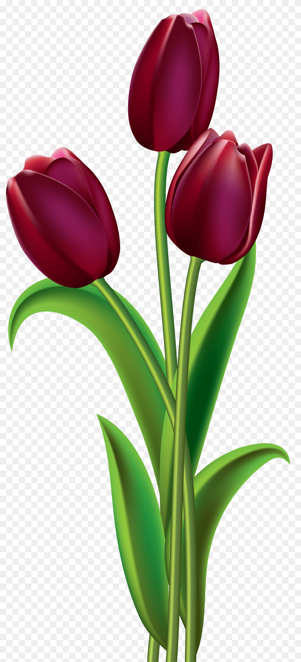 Red Dark Tulips Clipart, Flower, Plant, Tulip Free Png Download