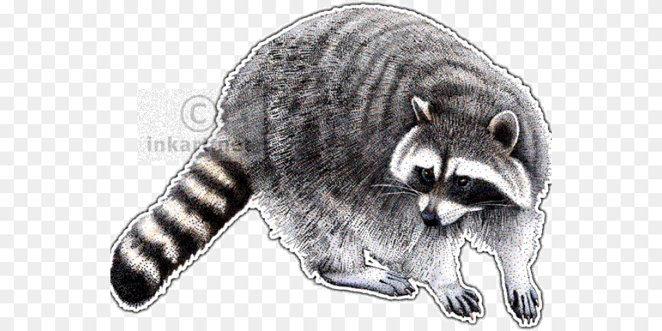 Red Dead Redemption 2 Raccoon, Animal, Mammal, Bear, Wildlife Free Png