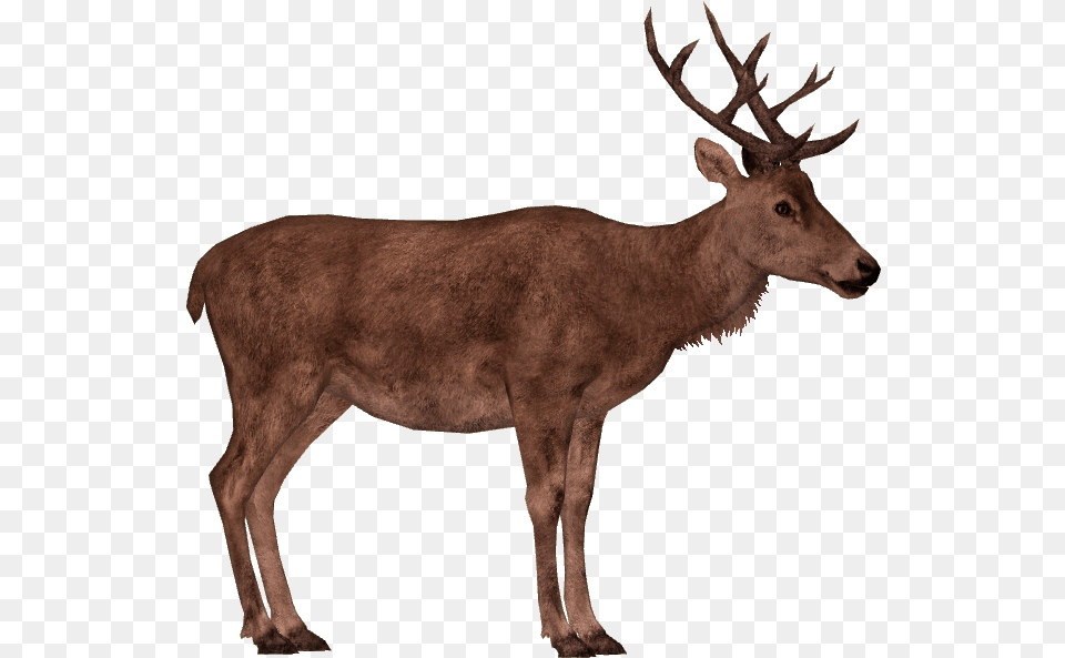 Red Deer Additional Variants 4 Red Deer, Animal, Antelope, Mammal, Wildlife Free Png Download